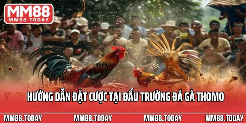 Hướng dẫn đặt cược tại đấu trường đá gà Thomo mới nhất